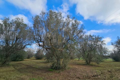Tomt i Martano, Lecce, Martano - € 55 000 | Ref: TR002 - foto 11